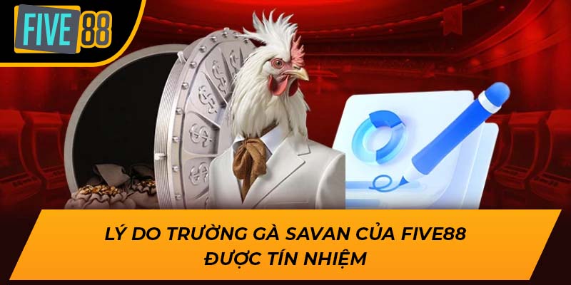 Lý do trường gà Savan của Five88 được tín nhiệm
